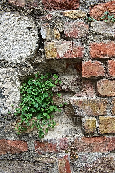 Plants, background