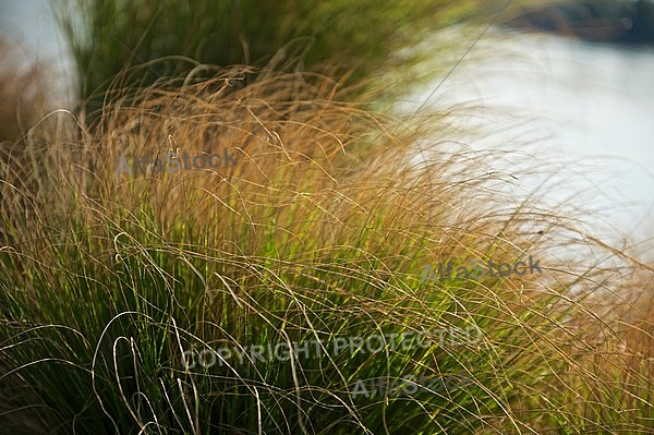 Plants, background