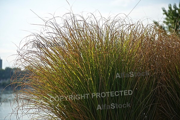 Plants, background