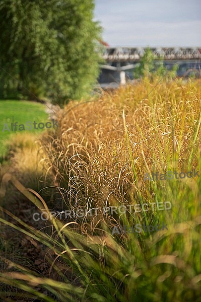 Plants, background