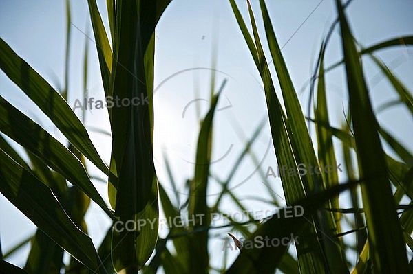 Plants, background