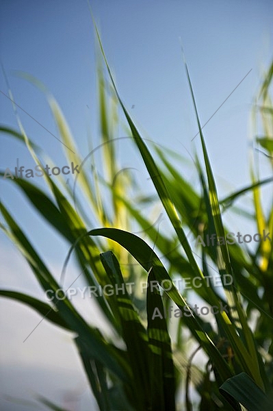 Plants, background