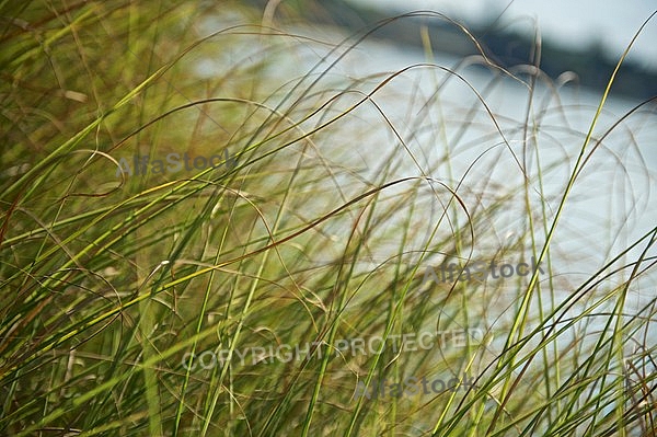 Plants, background