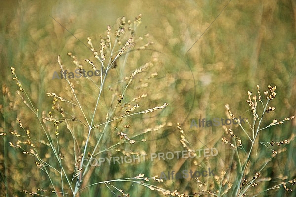 Plants, background