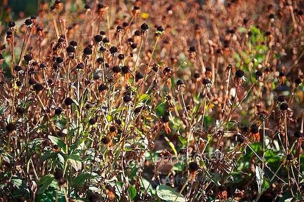 Plants, background