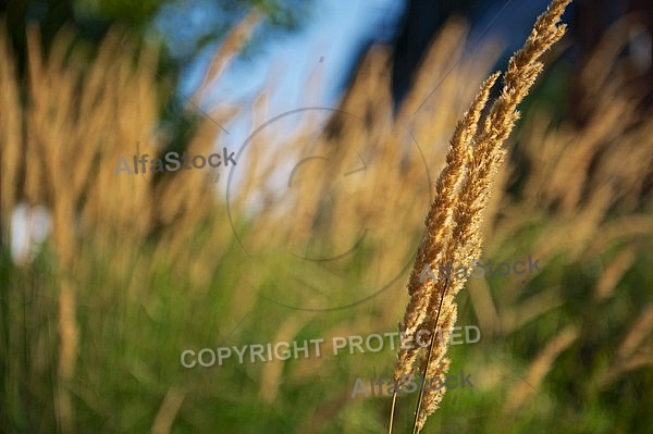 Plants, background