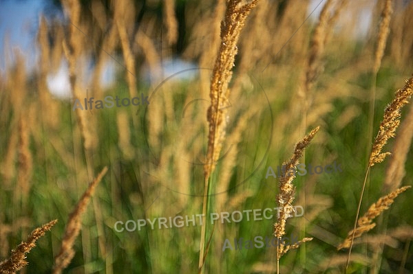 Plants, background