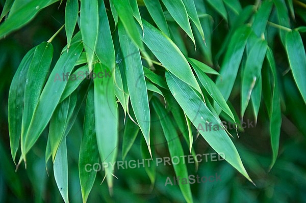 Plants, background