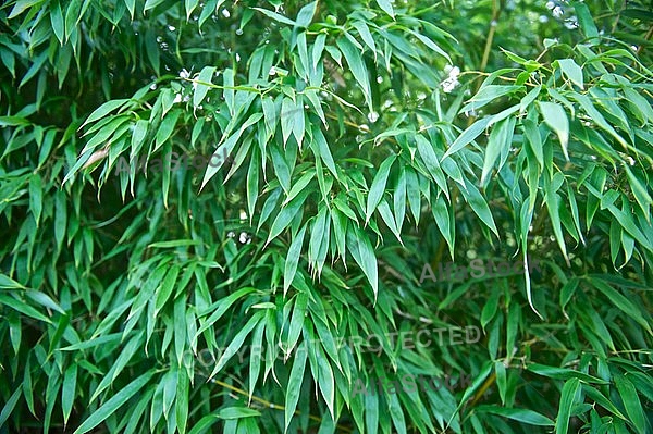 Plants, background