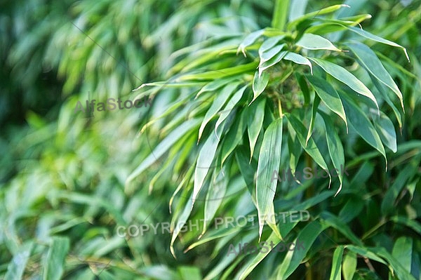 Plants, background