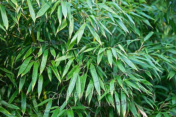 Plants, background