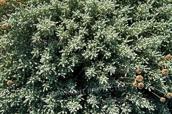 Plants, background