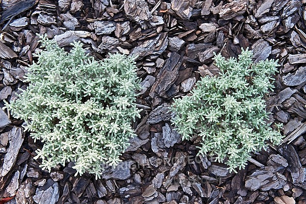 Plants, background