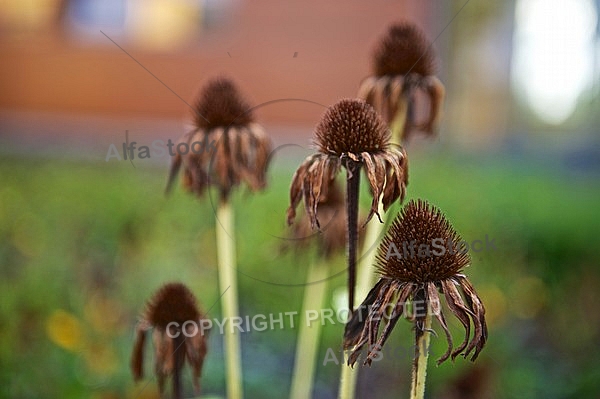 Plants, background