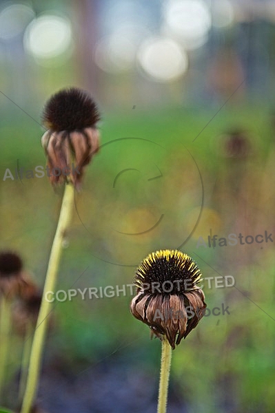 Plants, background