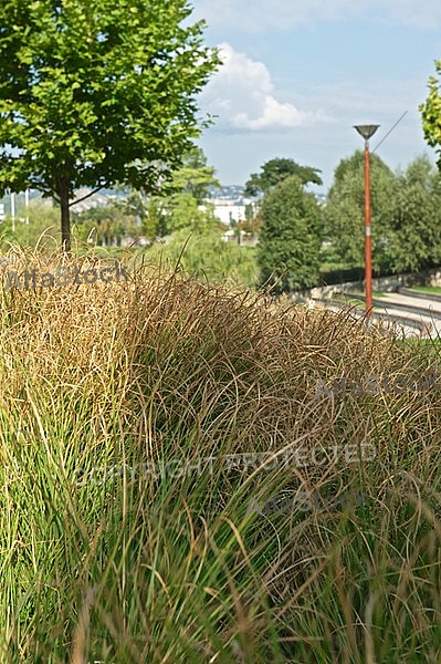 Plants, background