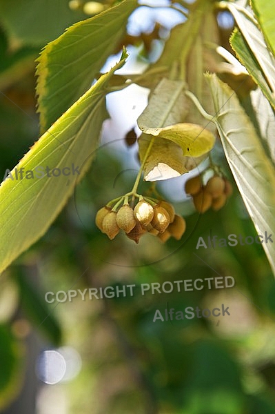 Plants, background