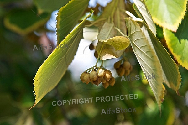 Plants, background