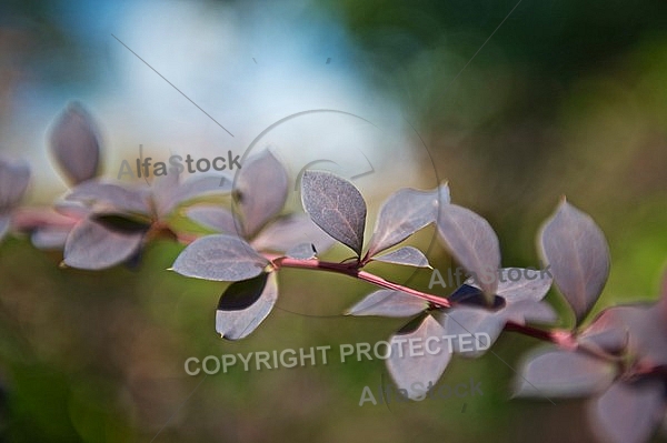 Plants, background