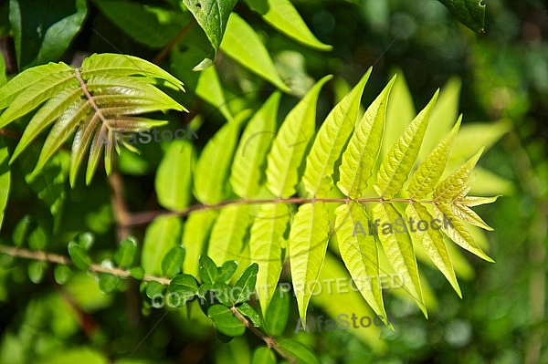 Plants, background