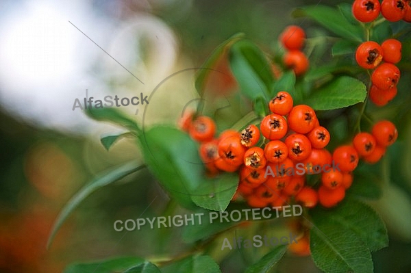 Plants, background