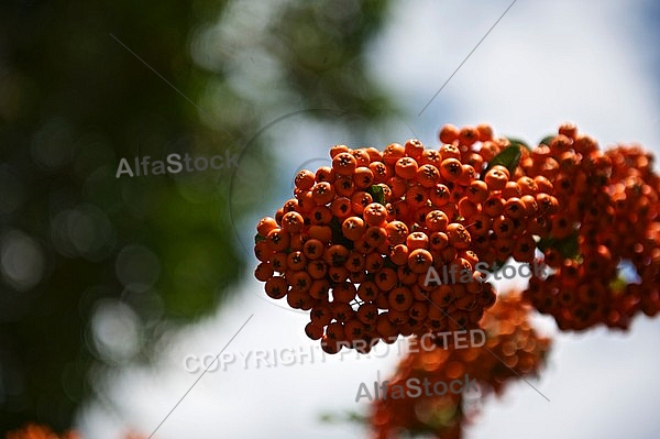 Plants, background