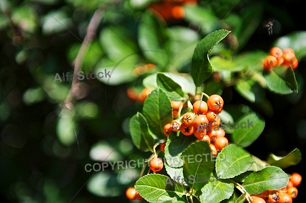 Plants, background