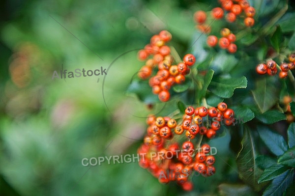 Plants, background