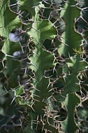 Plants, background, Wilhelma, Stuttgart