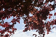 Plants, background, Wilhelma, Stuttgart