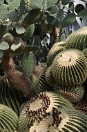 Plants, background, Wilhelma, Stuttgart