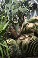 Plants, background, Wilhelma, Stuttgart