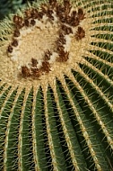 Plants, background, Wilhelma, Stuttgart