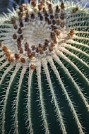 Plants, background, Wilhelma, Stuttgart