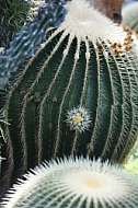 Plants, background, Wilhelma, Stuttgart