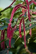 Plants, background, Wilhelma, Stuttgart