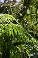 Plants, background, Wilhelma, Stuttgart