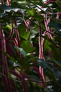 Plants, background, Wilhelma, Stuttgart