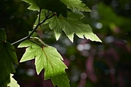 Plants, background, Wilhelma, Stuttgart