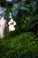 Plants, background, Wilhelma, Stuttgart