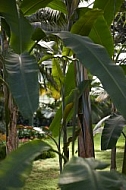 Plants, background, Wilhelma, Stuttgart