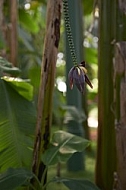 Plants, background, Wilhelma, Stuttgart