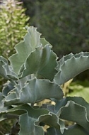 Plants, background, Wilhelma, Stuttgart