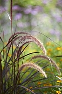 Plants, background, Wilhelma, Stuttgart