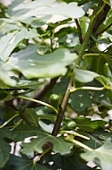 Plants, background, Wilhelma, Stuttgart