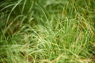 Plants, background, Wilhelma, Stuttgart