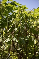 Plants, background, Wilhelma, Stuttgart