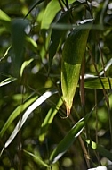 Plants, background, Wilhelma, Stuttgart