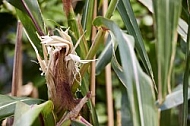 Plants, background, Wilhelma, Stuttgart