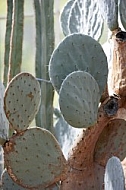 Plants, background, Wilhelma, Stuttgart